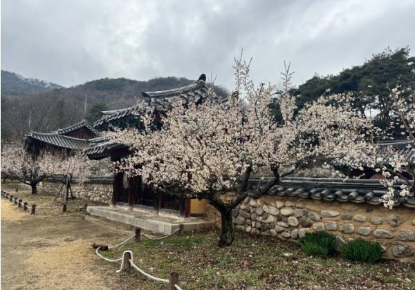 봄을 알리는 매화 명소, 성주군 ‘회연서원 백매원’ 힐링 체험 행사 운영